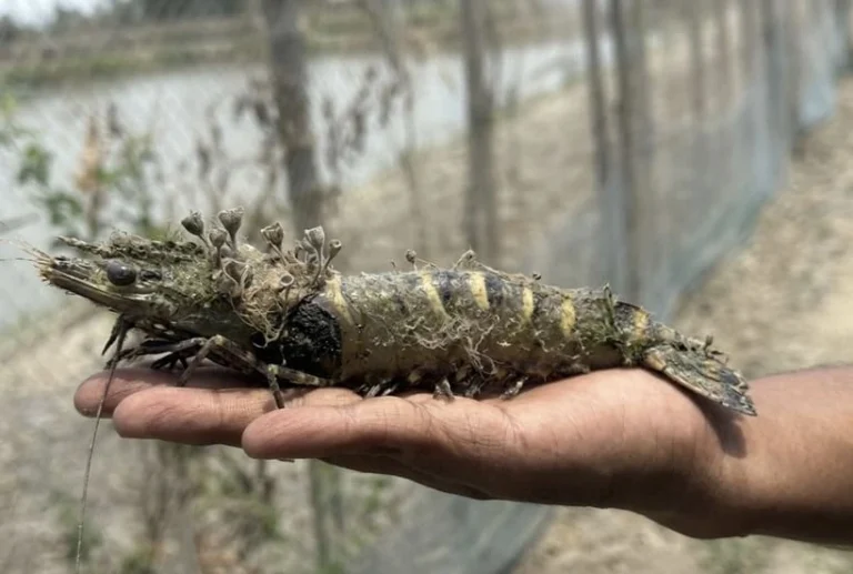 চিংড়ির খোলসে শ্যাওলা জমার কারণ কি? 6 causes-of-external-fouling-on-shrimp-shell