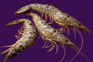 wssv-infection-aftermath