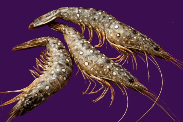 wssv-infection-aftermath