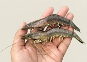 wssv-symptoms-in-shrimp