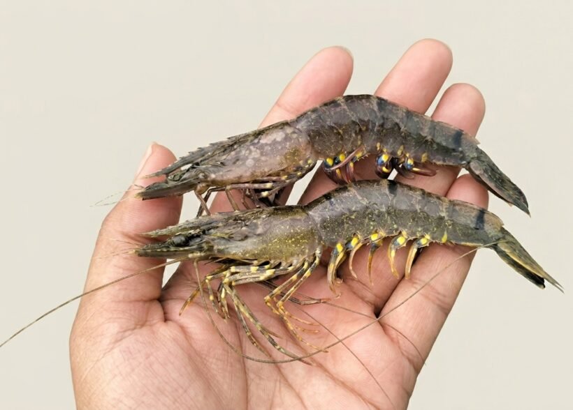 wssv-symptoms-in-shrimp